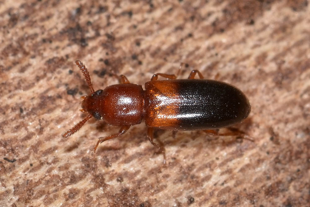 Corticeus bicolor, Tenebrionidae